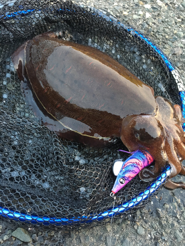 コウイカの釣果