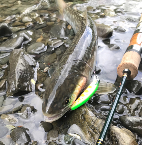 アメマスの釣果