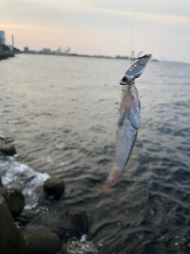 クロムツの釣果