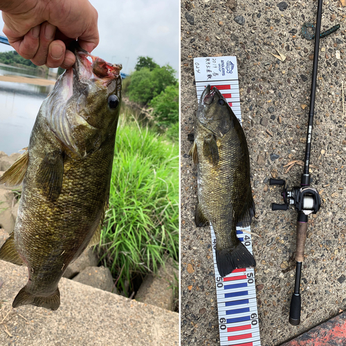 スモールマウスバスの釣果