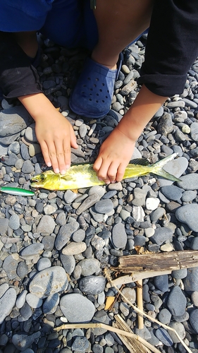 シイラの釣果