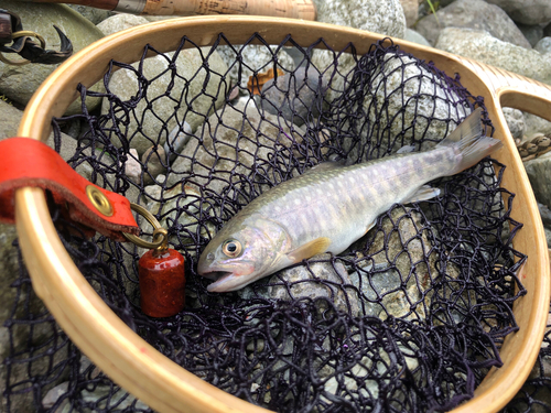 イワナの釣果