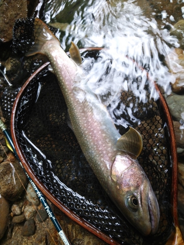 イワナの釣果