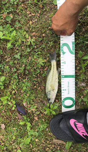 ブラックバスの釣果