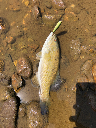 スモールマウスバスの釣果