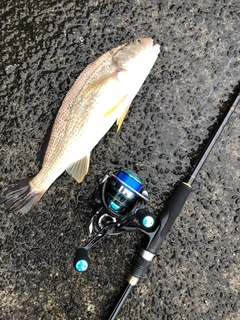 イシモチの釣果