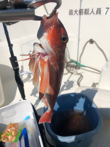 カナガシラの釣果