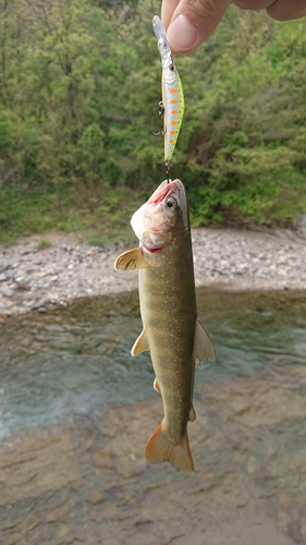 ヤマトイワナの釣果