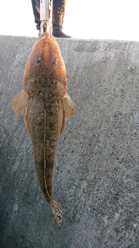 マゴチの釣果