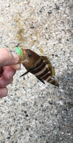 アオハタの釣果