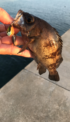 メバルの釣果