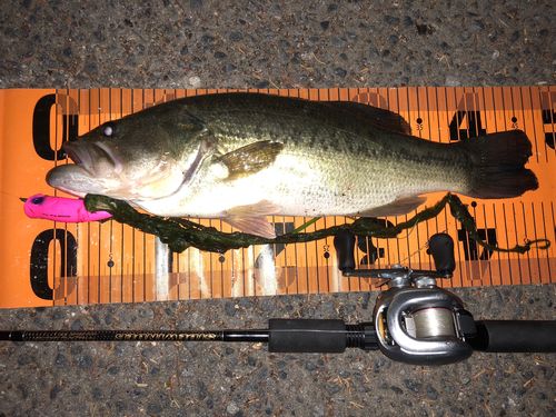 ブラックバスの釣果