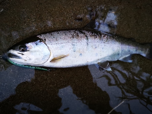 ヤマメの釣果