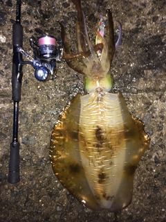 アオリイカの釣果