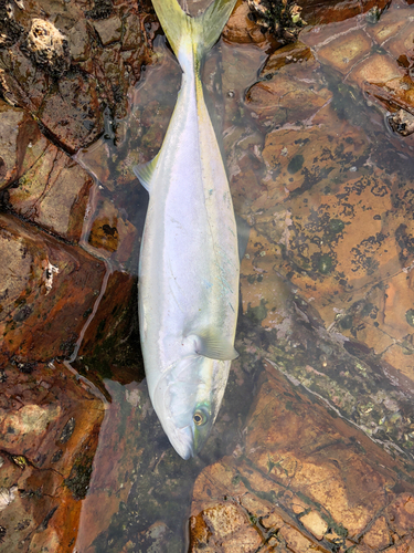 ハマチの釣果