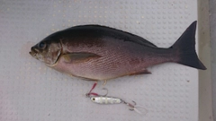 イサキの釣果