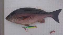 イサキの釣果
