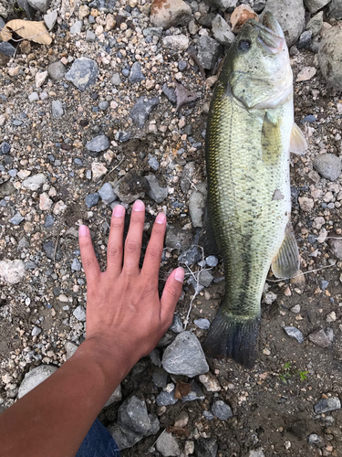 ブラックバスの釣果