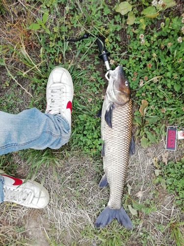 ニゴイの釣果