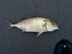 ワカシの釣果