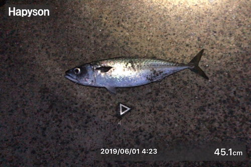 サバの釣果