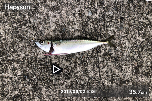 サバの釣果