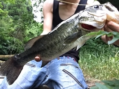 ブラックバスの釣果