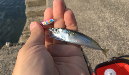 サバの釣果