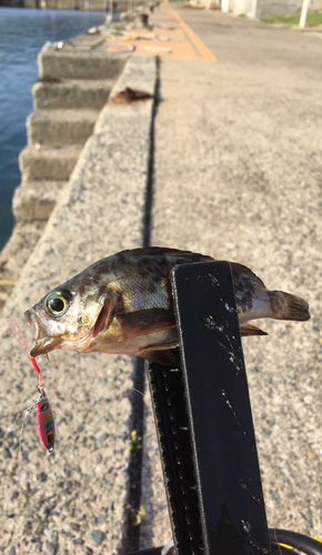 タケノコメバルの釣果