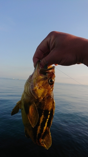 シマソイの釣果