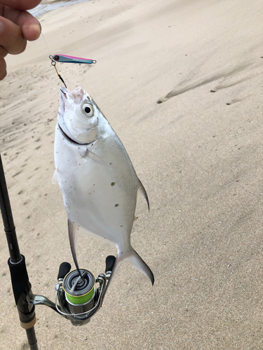 コバンアジの釣果