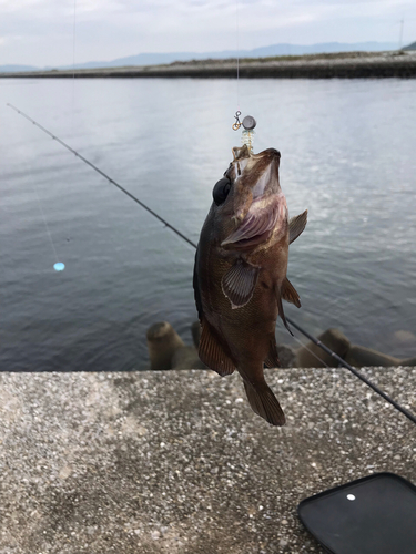 クロメバルの釣果