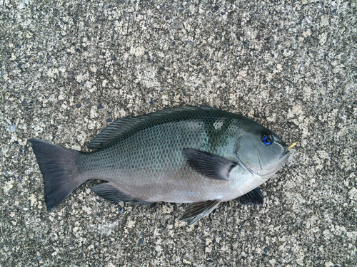 メジナの釣果