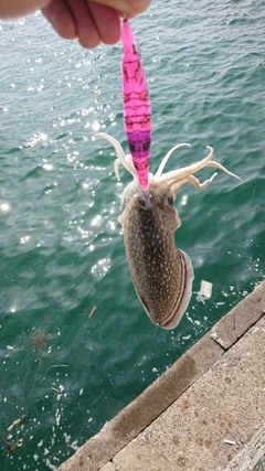 シリヤケイカの釣果
