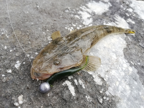 コチの釣果