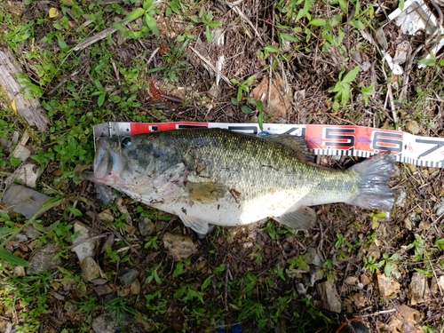 ブラックバスの釣果