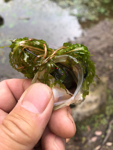 ラージマウスバスの釣果