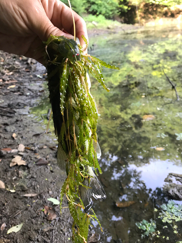 ラージマウスバスの釣果