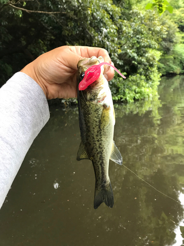 ラージマウスバスの釣果