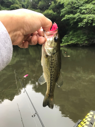 ラージマウスバスの釣果