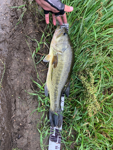 ブラックバスの釣果