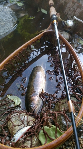 イワナの釣果