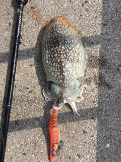 シリヤケイカの釣果