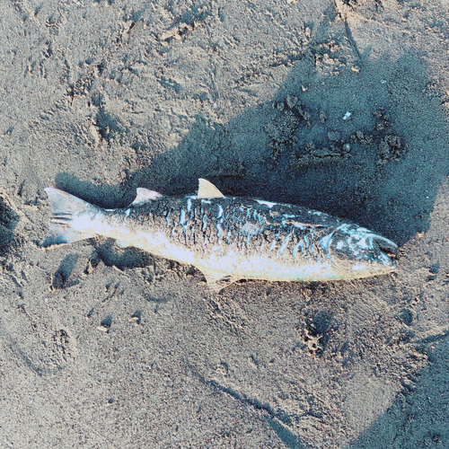 サクラマスの釣果