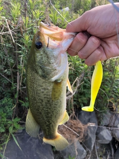 ブラックバスの釣果