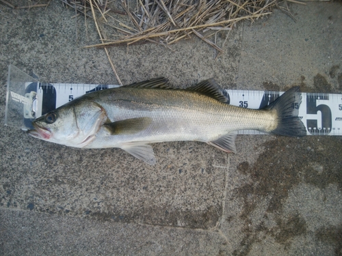 フッコ（マルスズキ）の釣果