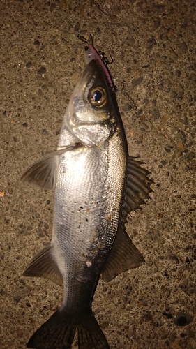 セイゴ（タイリクスズキ）の釣果