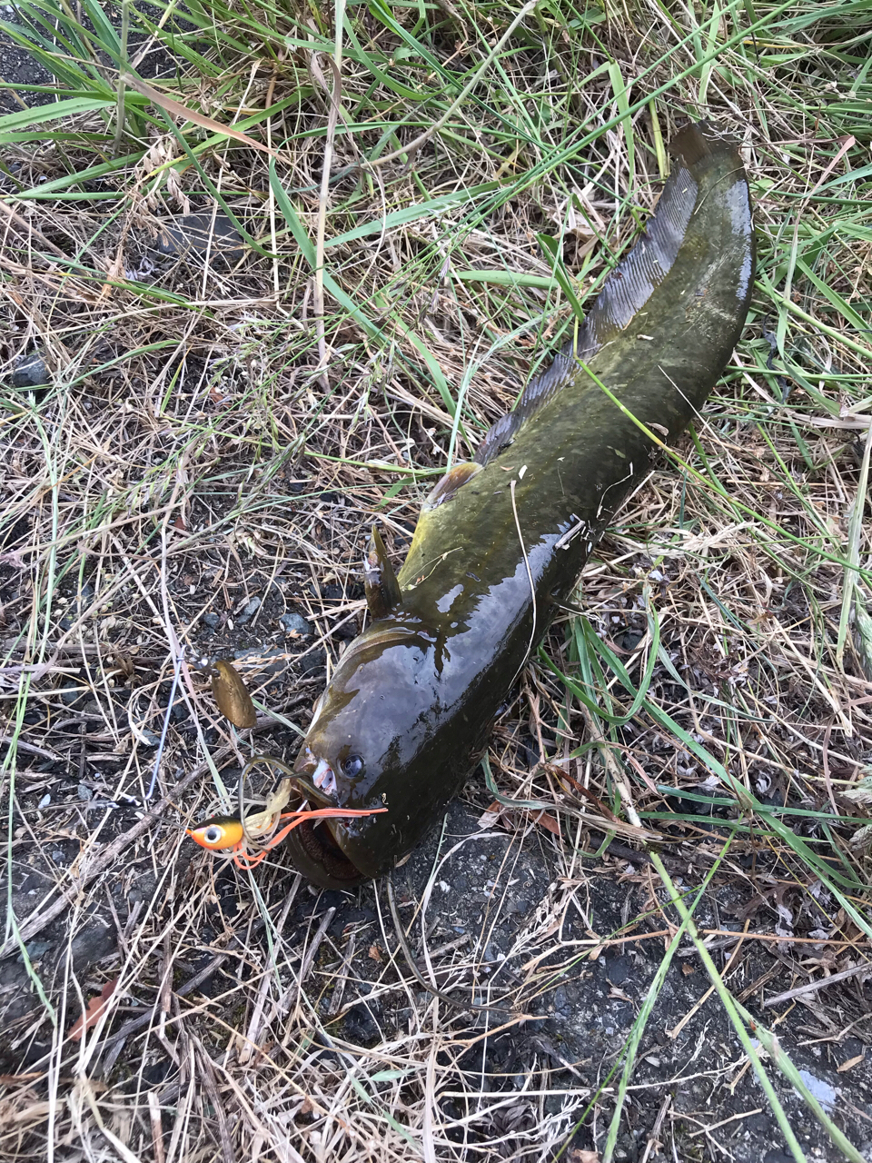 イワトコナマズ