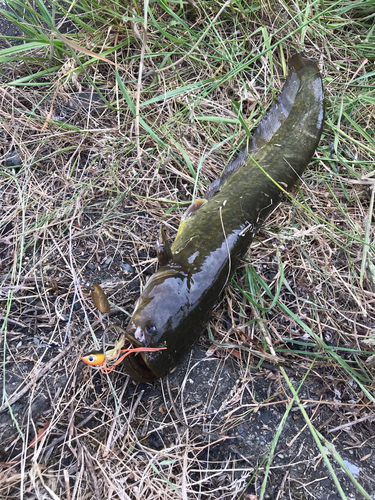 イワトコナマズの釣果