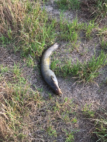 イワトコナマズの釣果